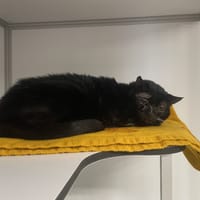 pearl, chat à adopter