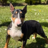 Vita CAA15020, chienne à adopter