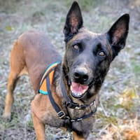 Old Hup, chien à adopter