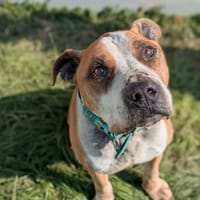 TYGER, chien à adopter