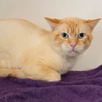 Aldo CAB5387, chat à adopter