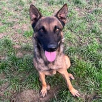 TAYSON, chien à adopter