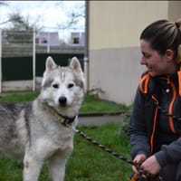 D'jimbo, chien à adopter