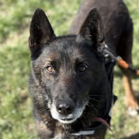 MORPHEUSS DIT MACK, chien à adopter