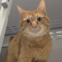 OSLO, chat à adopter