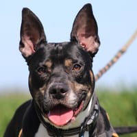 MARLEY, chien à adopter