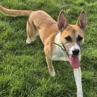 SAHARA, chienne à adopter