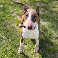 Ulina CAA15030, chienne à adopter