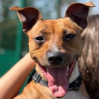 HYTA, chienne à adopter