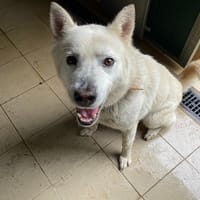 Boby, chien à adopter