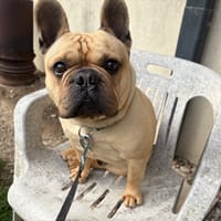 PIKACHU PAA24182, chien à adopter