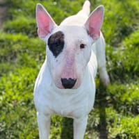 Image CAA15032, chienne à adopter