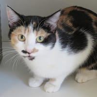FIFI / PEACH, chatte à adopter