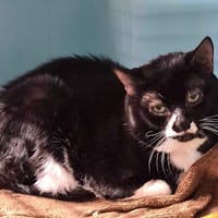 burton, chat à adopter