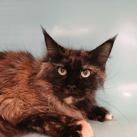 PEACHWORK, chatte à adopter