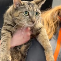 VICTOIRE, chatte à adopter