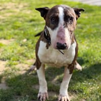 Phoenix CAA15034, chien à adopter