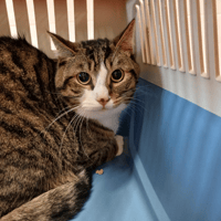 GRIZOU, chat à adopter