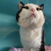 Jackpot, chat à adopter