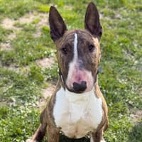 urka CAA15029, chienne à adopter