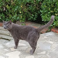 ROMEO PAB27778, chat à adopter