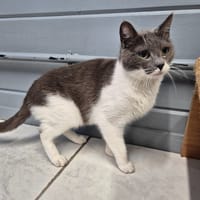 URSULA, chatte à adopter