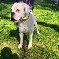 Venom, chien à adopter