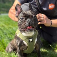 THAÏKO, chien à adopter