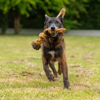 LEON (réservé) OAA19185, chien à adopter