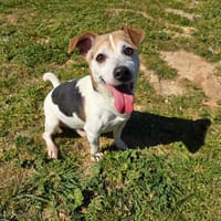 mylou, chien à adopter