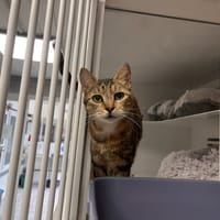 MOCHI, chatte à adopter