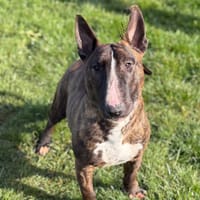 Cooke CAA15028, chienne à adopter