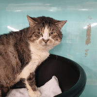 CHALKY, chat à adopter