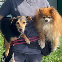 SOUKIE &amp; SCOTTY, chienne à adopter