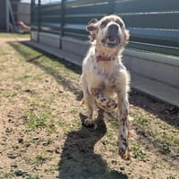 Rita, chienne à adopter