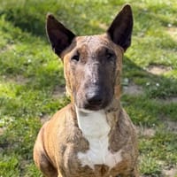 Thaiway CAA15031, chienne à adopter