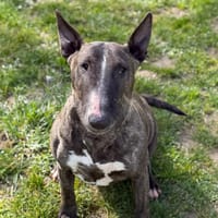 Ratata CAA15025, chienne à adopter