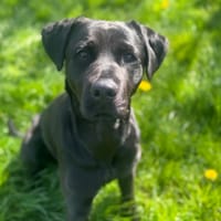 OAA19948 HERA, chienne à adopter