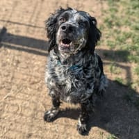 Lassy, chienne à adopter