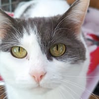 CHIPIE, chatte à adopter