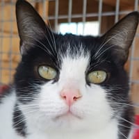 FRIPOUILLE, chatte à adopter