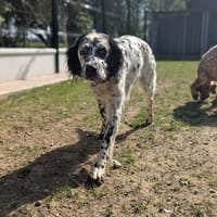 Susy, chienne à adopter