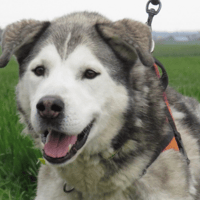 NYUK, chien à adopter