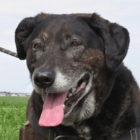 BOWIE, chien à adopter