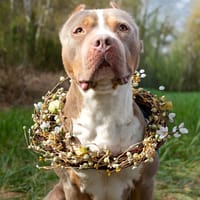 SNOW OAA19960, chien à adopter