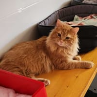 Pumpkin, chat à adopter