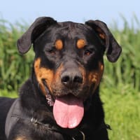 SHELBY, chien à adopter