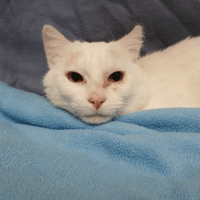 AUGUSTE, chat à adopter