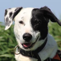 RANTANPLAN, chien à adopter