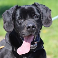 PRACK, chien à adopter